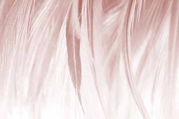 Beautiful white-brown feather texture background