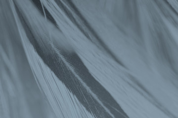 Obraz premium Beautiful black feather pattern texture background