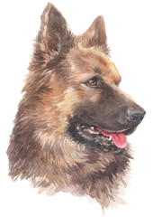 Water colour painting of German Shepherd 010