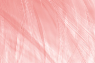 Fototapeta premium Beautiful line soft pink feather pattern texture background