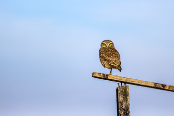 Brazilian burrowing owl