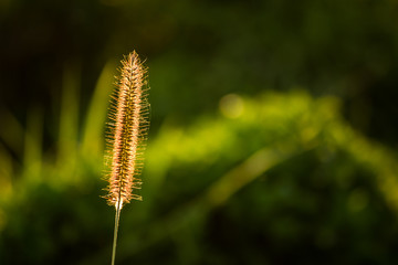 Beauty In Nature