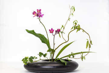 Fototapeta na wymiar Japanese style flower arrangement Ikebana isolated on white background
