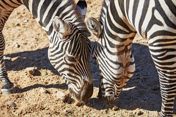 A Zebra standing Alone