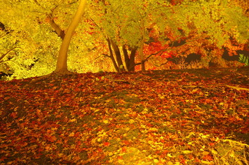 栗林公園　秋の紅葉ライトアップ