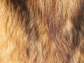 Brown hair fur for background or texture
