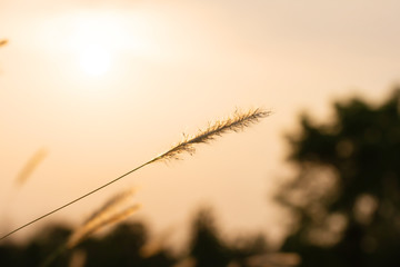 Beautiful Flower of Grass In the field In the sunset