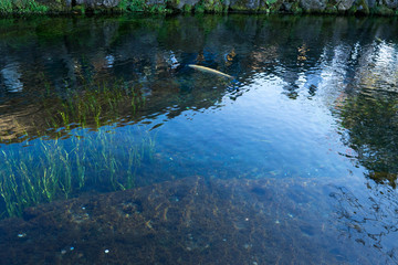 忍野八海涌池(2)