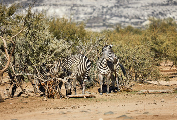Fototapeta na wymiar Zebra's grazing in their Natural Habitat