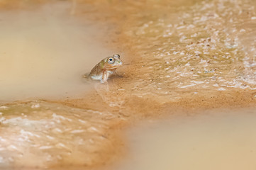 Frogs are floating in the jungle Thailand, Thailand is in the tropics with many wildlife.