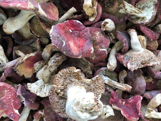 Dried boletus mushrooms for sale on the market