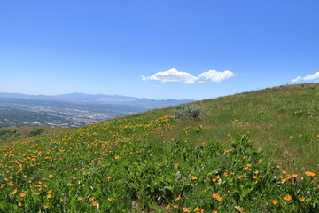 Spring wildflowers at the Wasatch mountain foothills