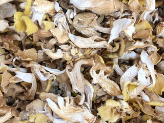 Dried boletus mushrooms for sale on the market