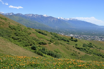 Fototapeta na wymiar Spring wildflowers and snowcapped Wasatch Mountain Range