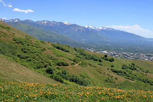 Spring Wildflowers And Snowcapped Wasatch Mountain Range