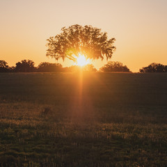 sunset behind a tree 
