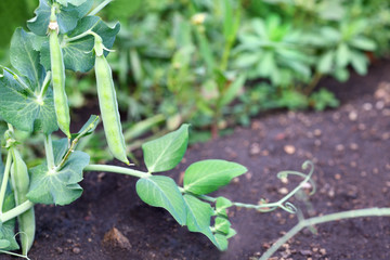 Peas. Green pea pods on a bed in the garden. Horizontal photography