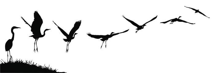 Foto op Plexiglas Vector silhouettes of a heron or egret taking flight. © LUGOSTOCK
