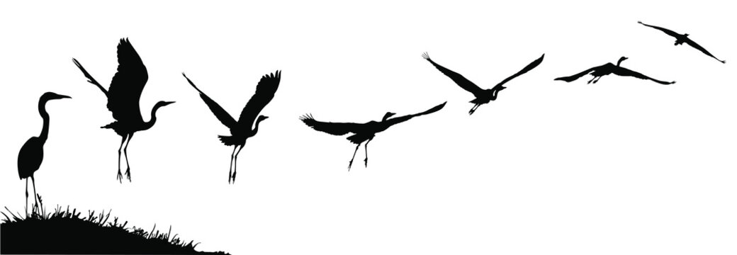 Vector silhouettes of a heron or egret taking flight.