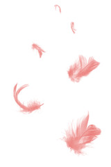 Beautiful group soft pink feather floating in air isolated on white background