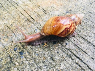 Big garden snail (Helix Aspersa) in shell crawling on ground 