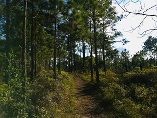 Obraz premium Scenery of nature in the wood walking path, green tree blue sky and sunlight 