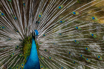 Fototapeta premium The Exotic Male Peacock with his stunning feather