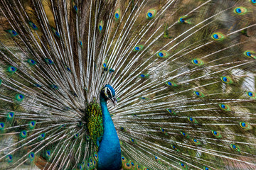 Fototapeta premium The Exotic Male Peacock with his stunning feather