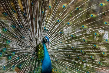 Fotobehang The Exotic Male  Peacock with his stunning feather © Lee