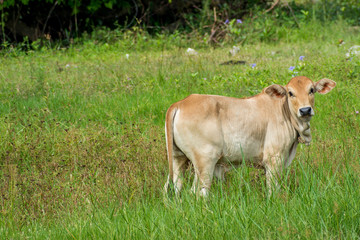 Brown cow posture on farmland