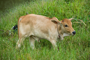Naklejka na ściany i meble one young cow posture at green farm at village