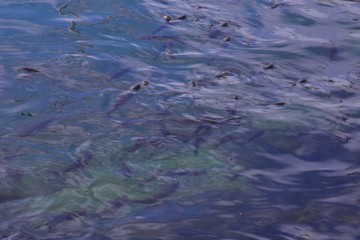 abstract water background