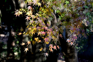 紅葉が始まり、緑色、オレンジ色、赤色といろんな色が混ざっているカエデの葉
