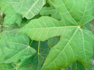 closeup of green leaf