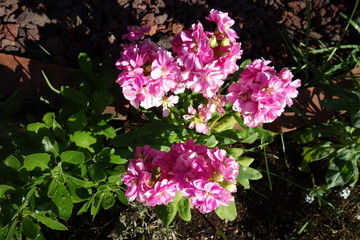 冬に咲いたピンクのストックの花