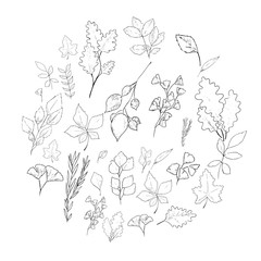Handdrawn leaves and floral elements collection
