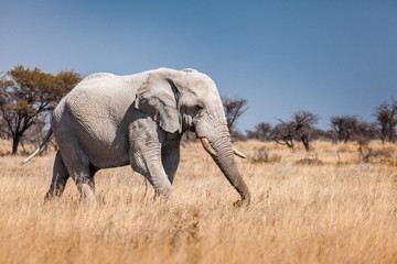 Fototapeta na wymiar African elephant in Namibia