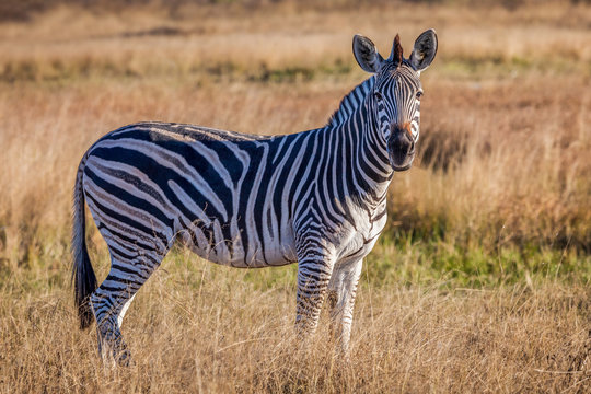 Burchell's zebra in Moremi Game Reserve