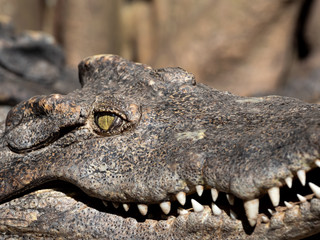 Close up Head of Crocodile was Sunbathing Isolated on Background