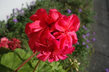 屋外に咲いた赤いゼラニウムの花