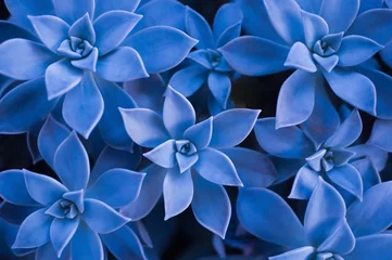 Klassische blaue Farbe des Jahres 2020. Hintergrund der saftigen Pflanze. © Yurii Kushniruk