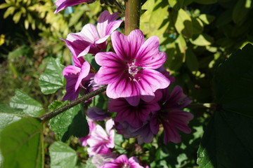 紫のマロウの花