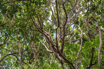 View of the treetops in jungle forest on a sunny day, island of Zanzibar, Tanzania, Africa