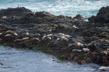 Harbor seals sunbathing on the rocks with turbulent seas.