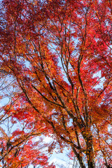 紅葉するモミジ