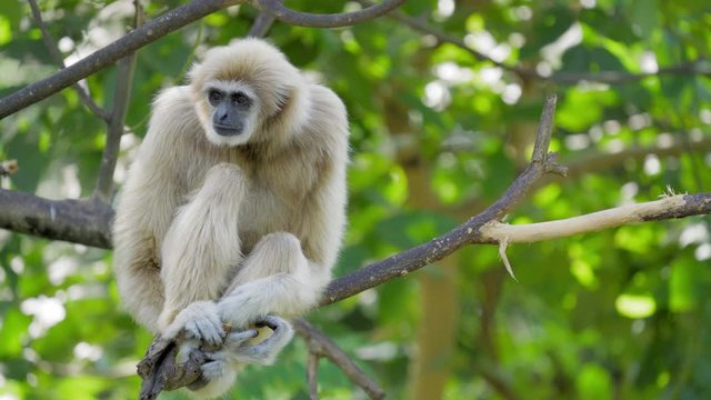 White handed gibbon sitting on tree. Common gibbon (Hylobates lar). Lar gibbon have sandy color fur