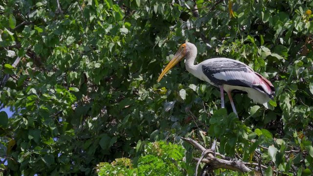 Painted stork (Mycteria leucocephala) standing balance on branch at tree. Watch birds behavior of the natural habitat.