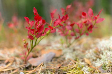 blueberry bushes  in the forest