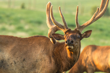 bull elk in the forest