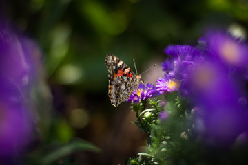 butterfly on flower